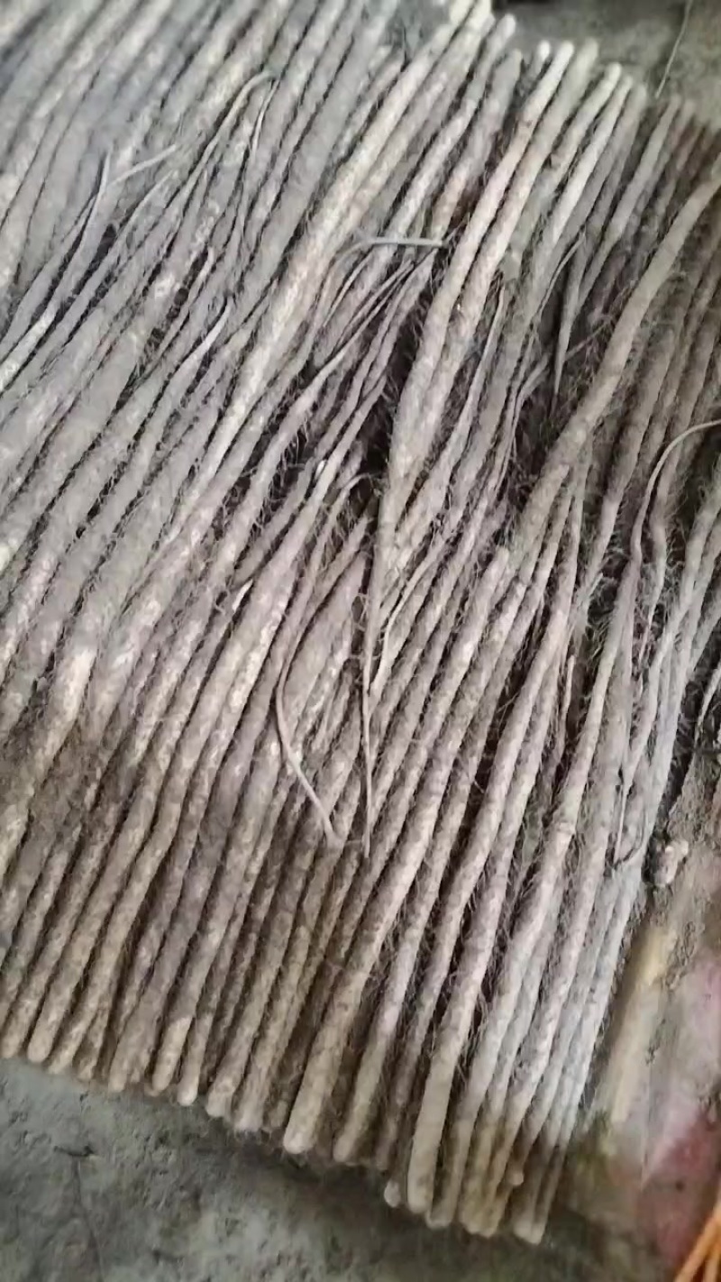 铁棍山药