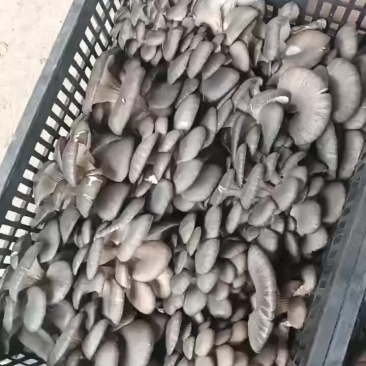 平菇，