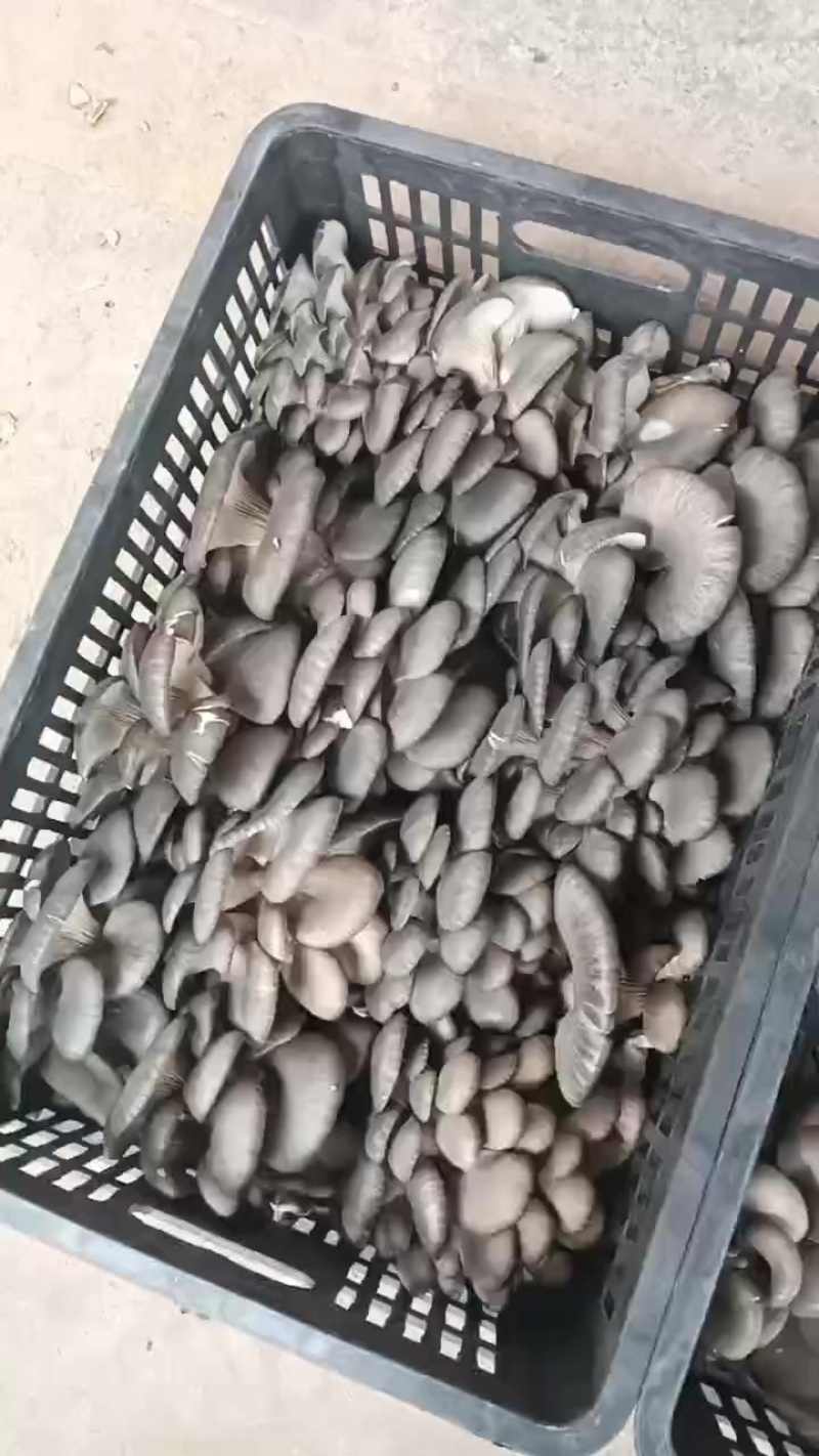平菇，