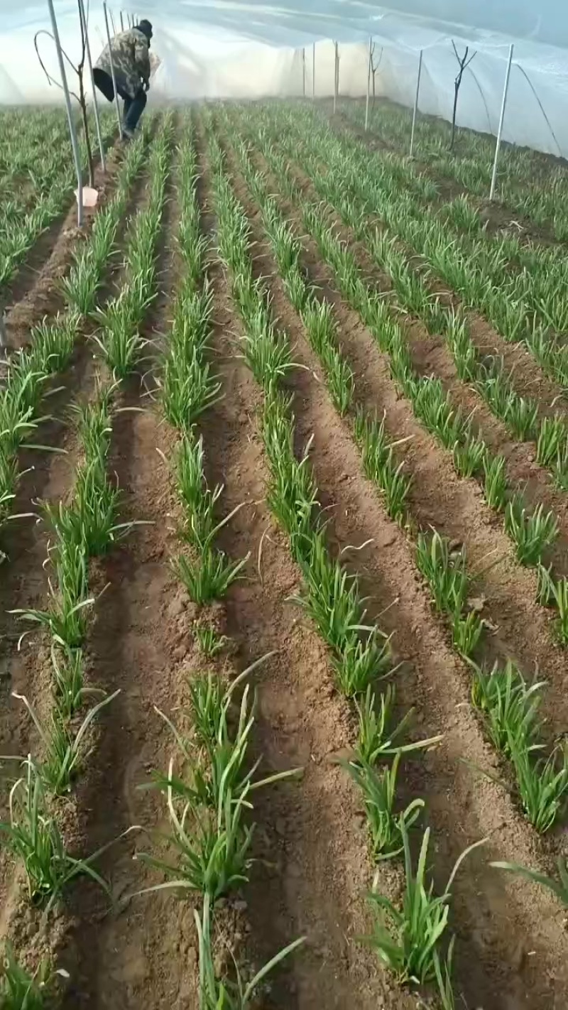 韮菜