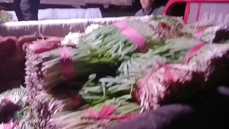 韮菜