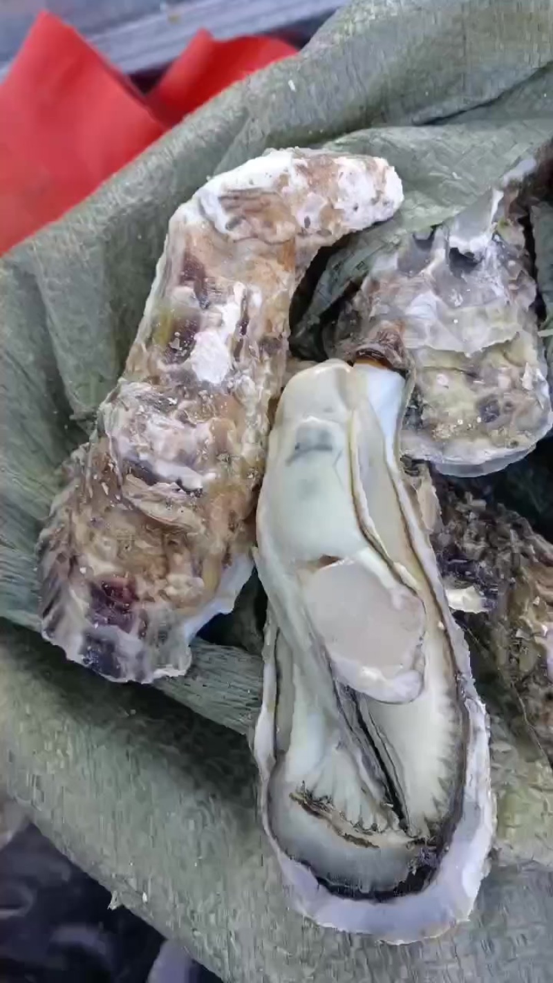 生蚝肉批发