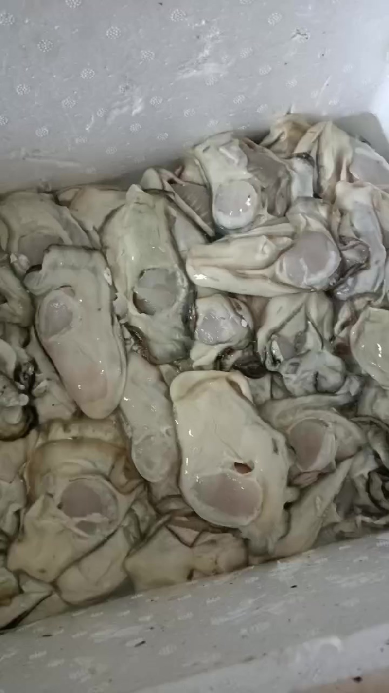 生蚝肉批发