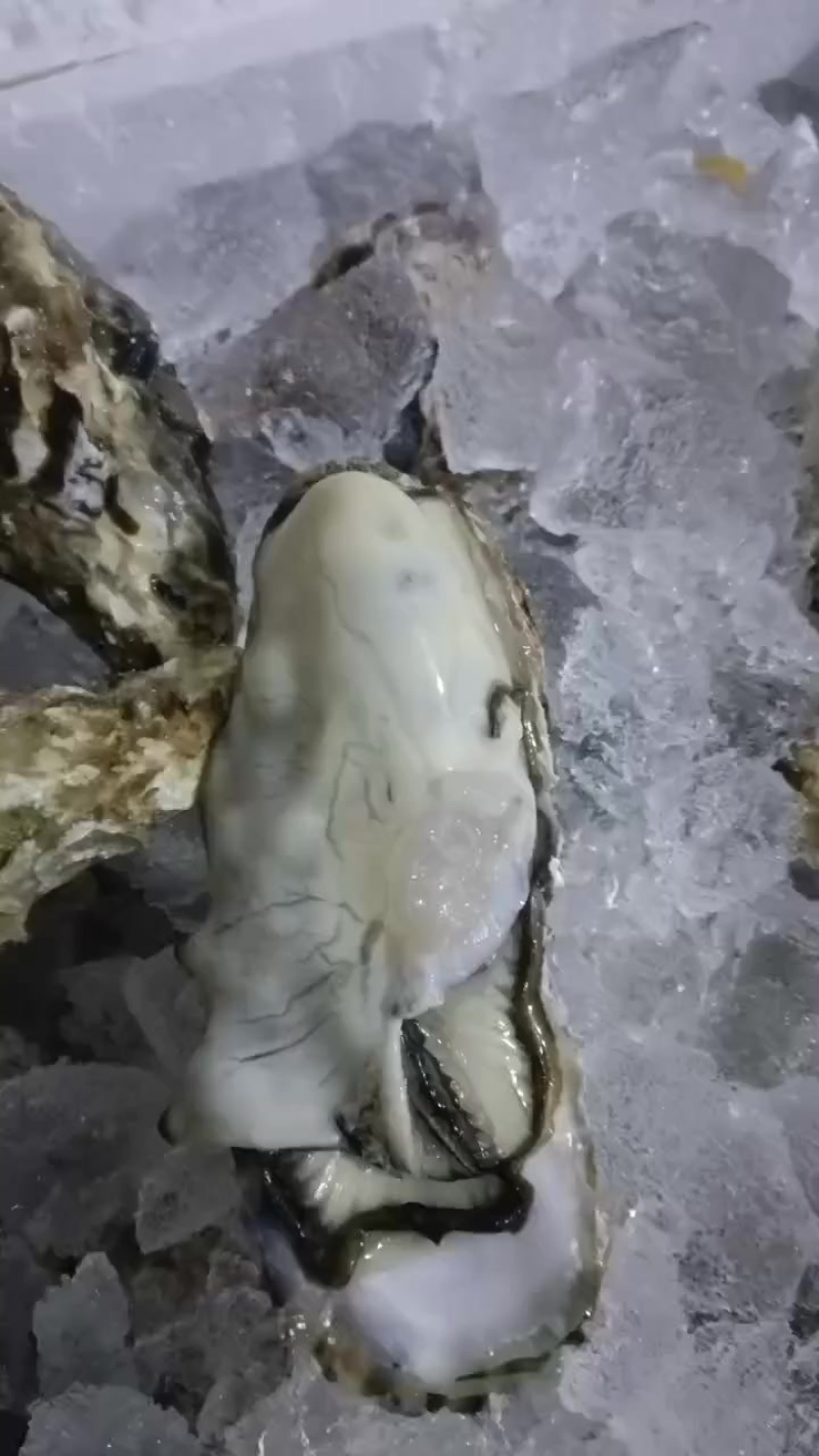 生蚝肉批发
