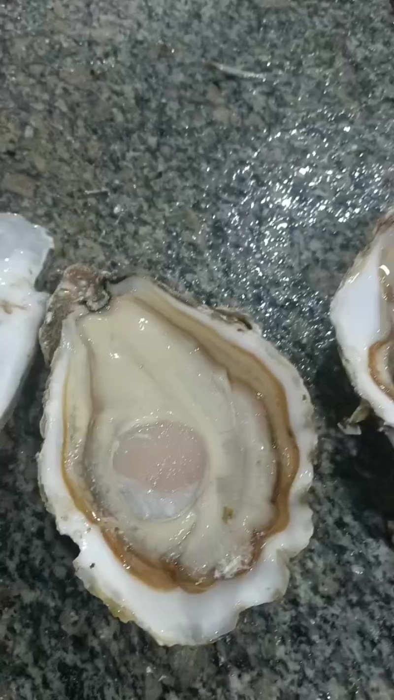 生蚝肉批发