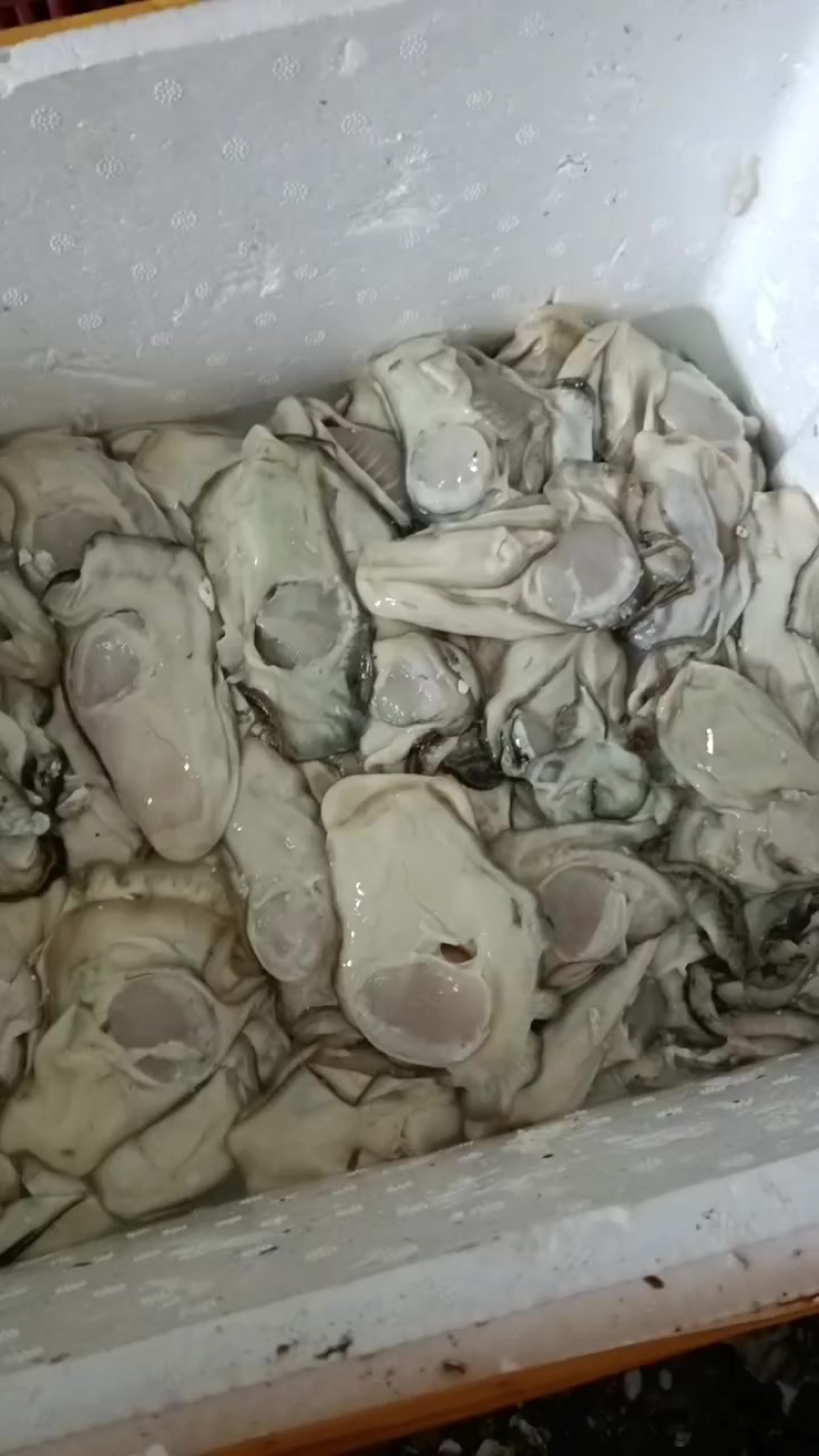生蚝肉批发