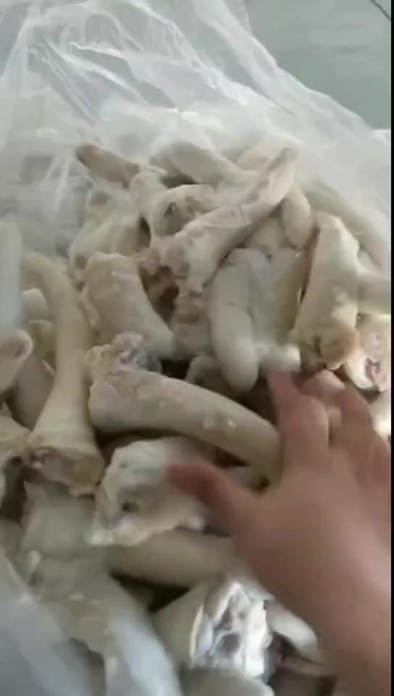 猪尾巴