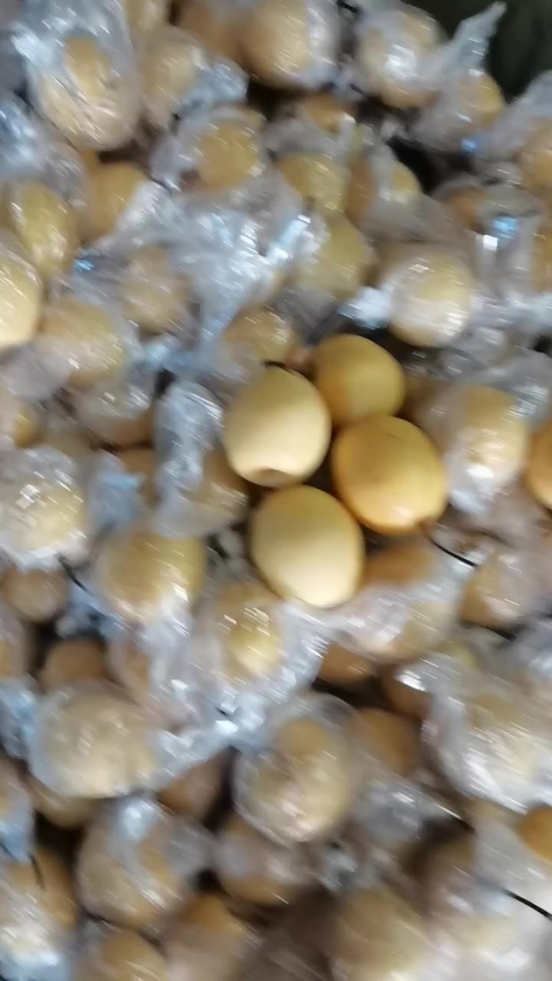 小蜜梨正在走货中。质量好金黄色汁水多核特小。产地直销河北