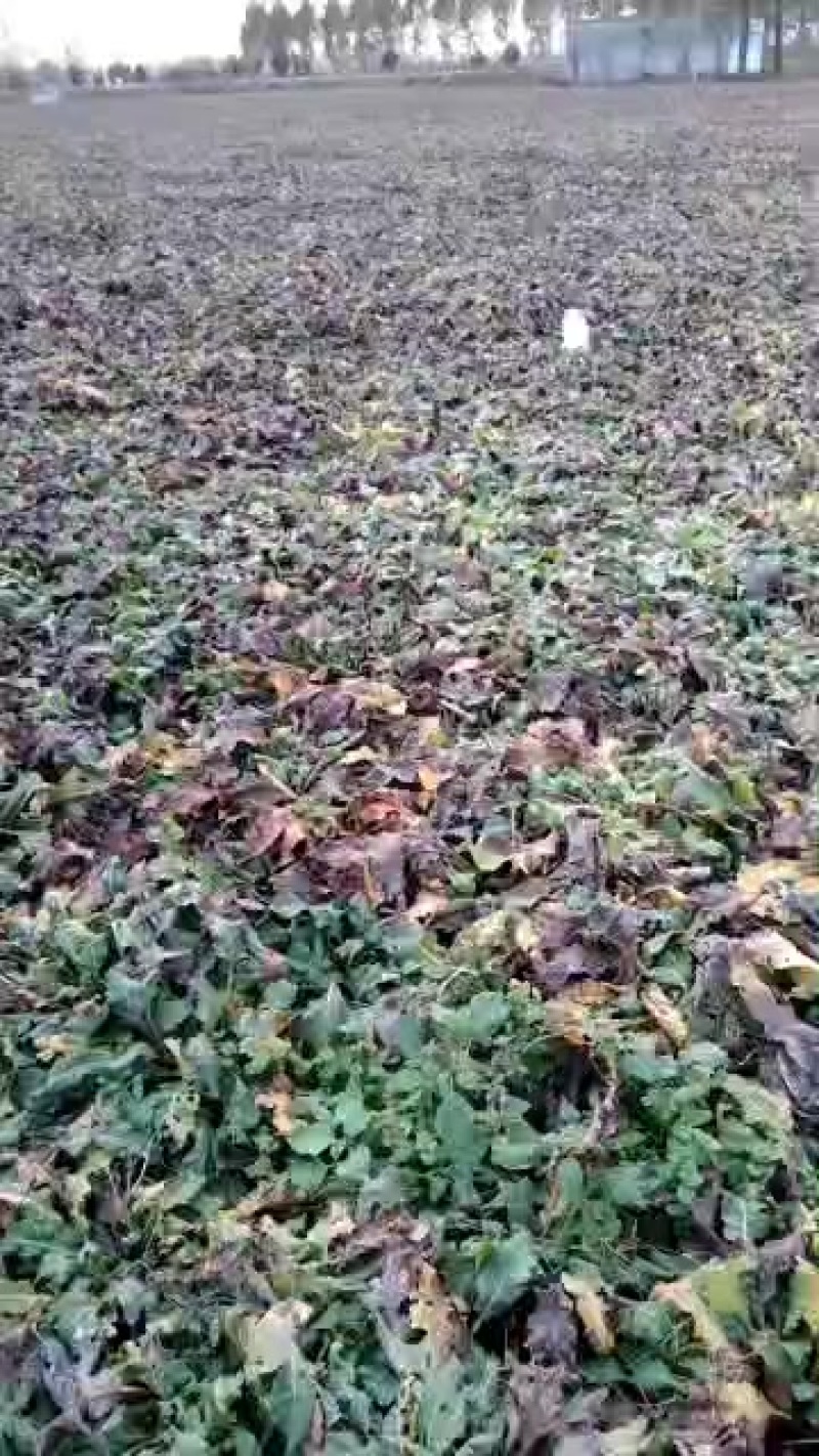中药材紫苑