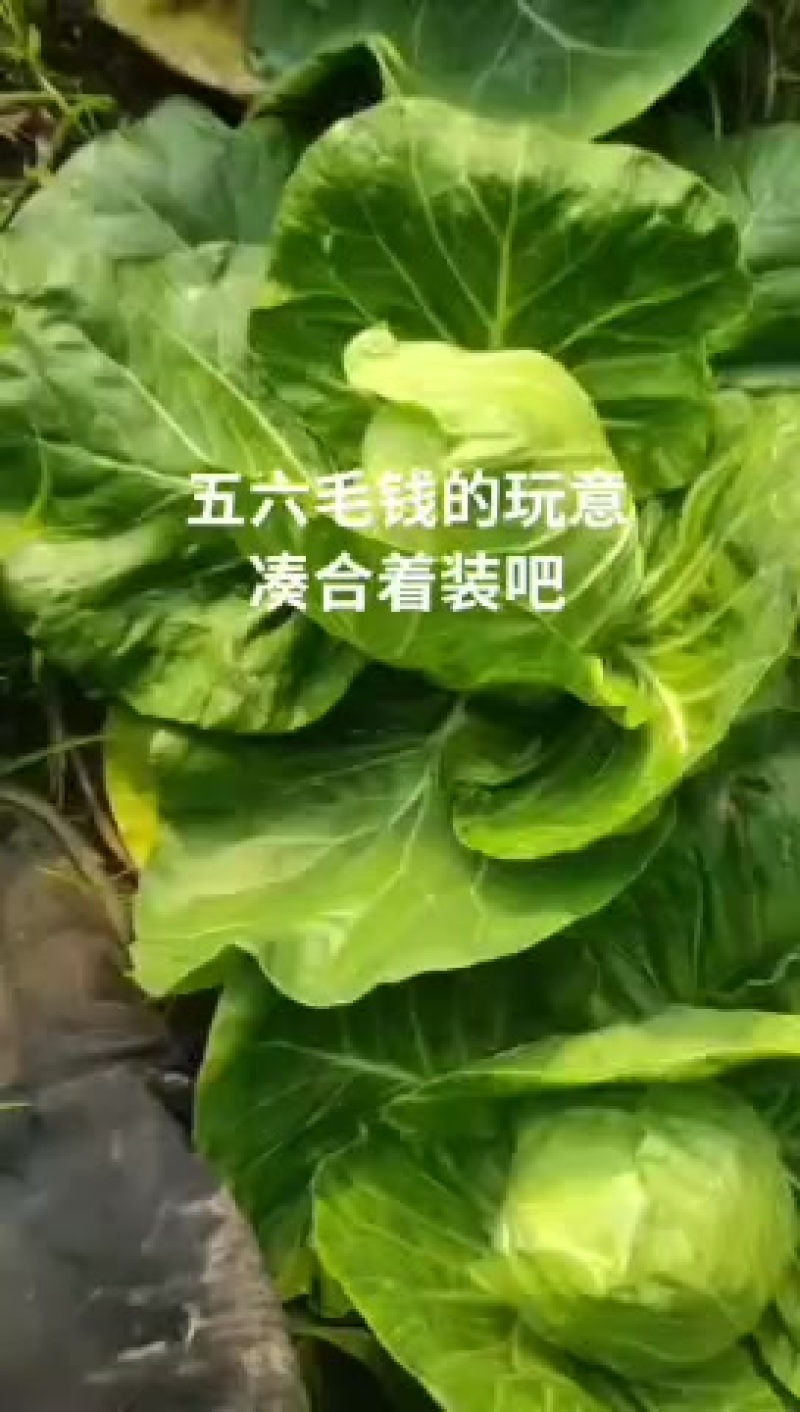 新鲜山东甘蓝，健康美味，直供农场，快来选购！
