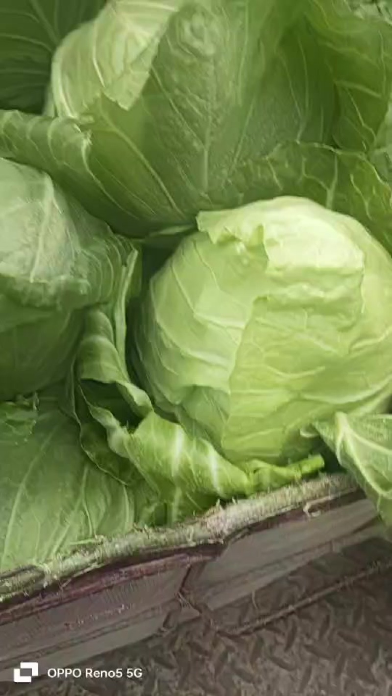 新鲜山东甘蓝，健康美味，直供农场，快来选购！