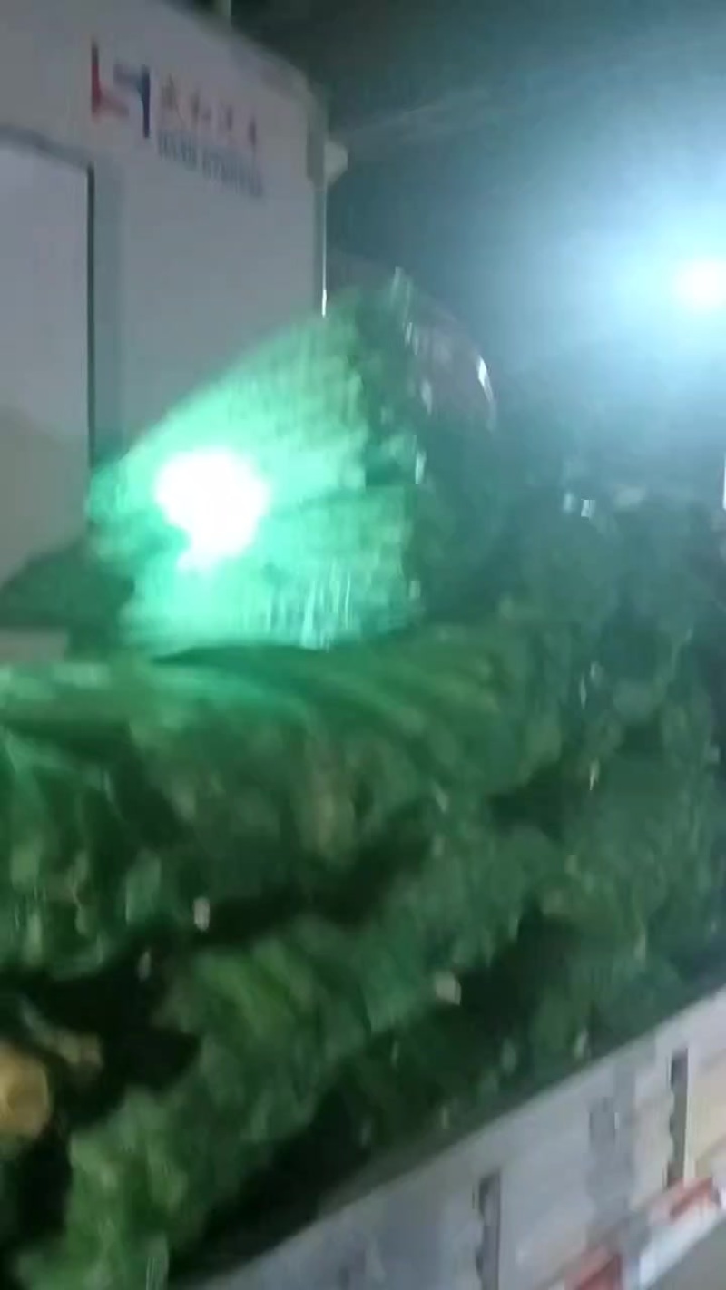 红叶香莴苣***********3