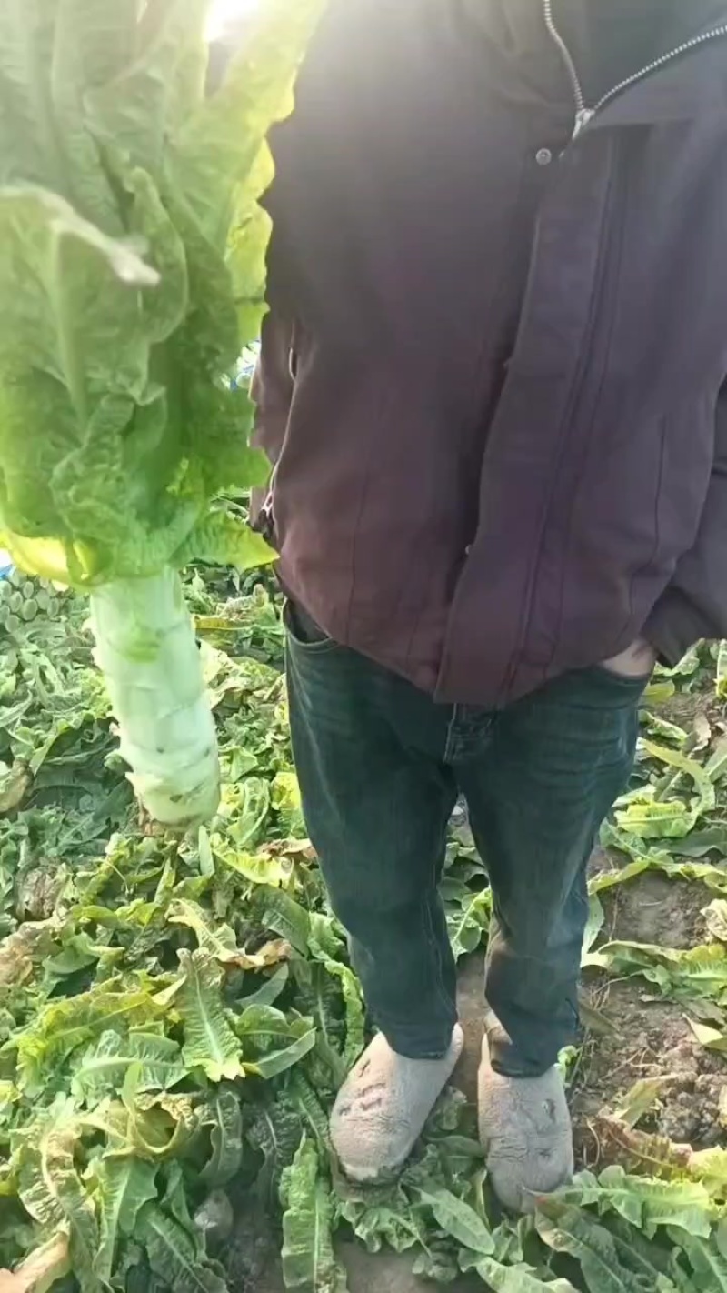 红叶香莴苣***********3