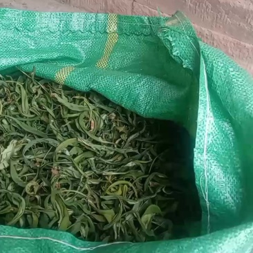 贤精草肾精草肾精草小叶们