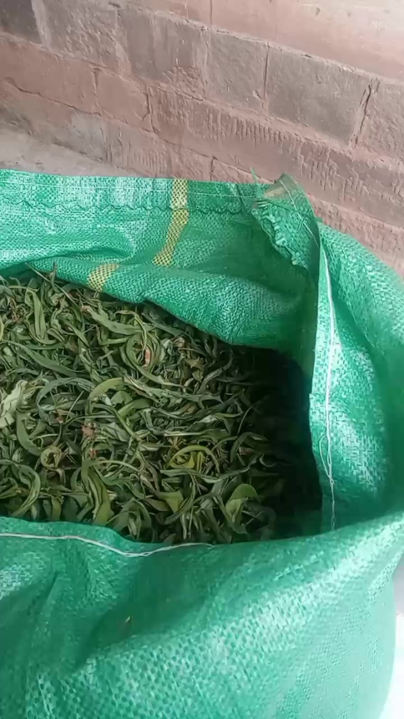 贤精草肾精草肾精草小叶们