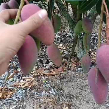 贵妃光果