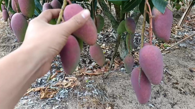 贵妃光果