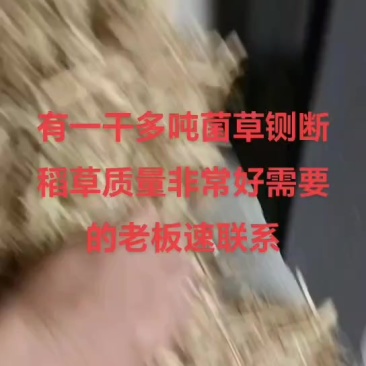 一级菌草，盖草。