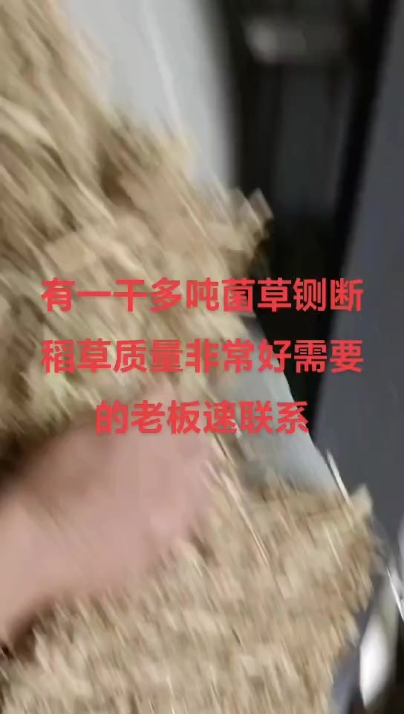 一级菌草，盖草。
