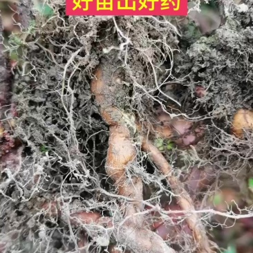 驯化虎杖苗