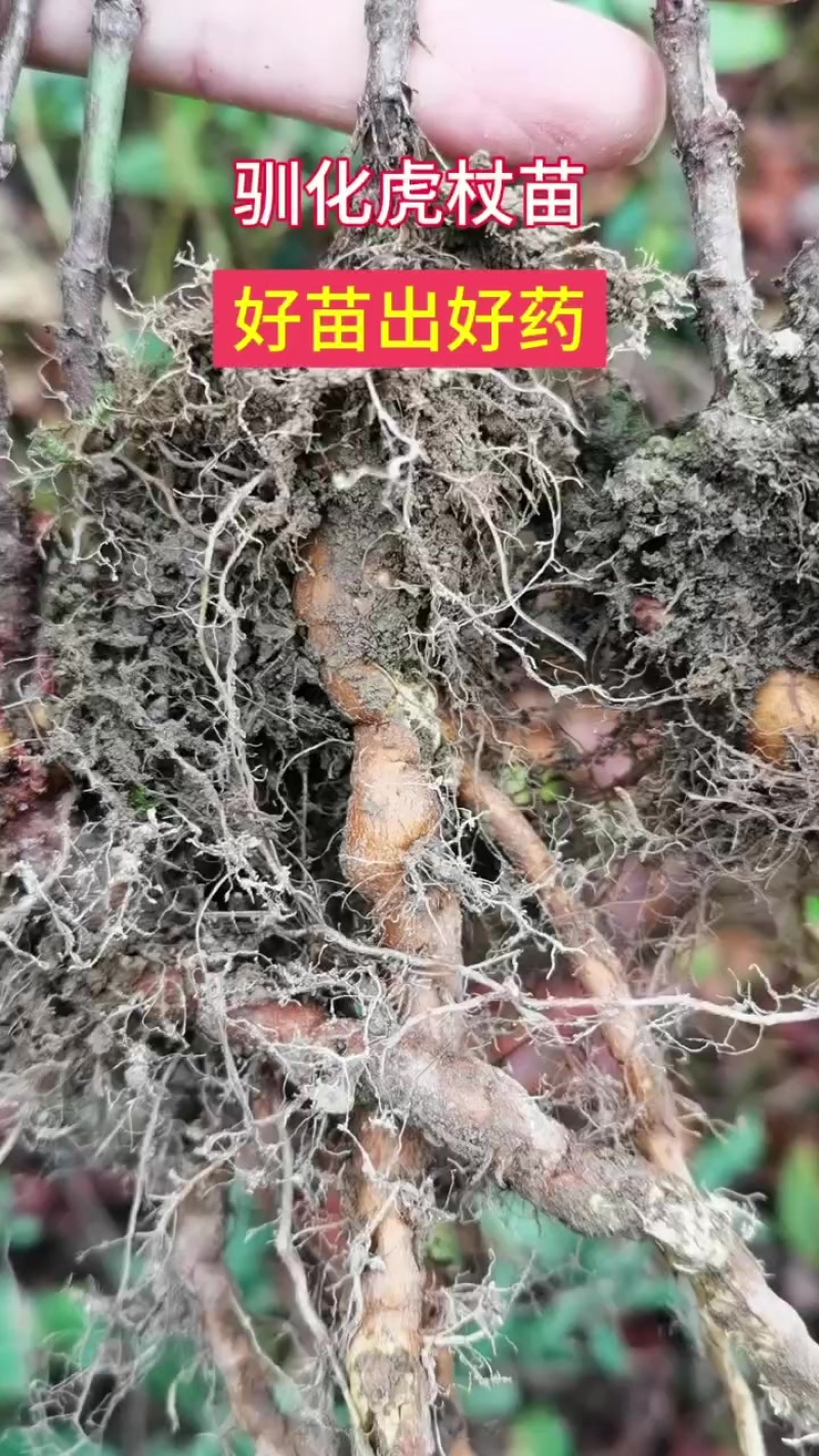 驯化虎杖苗