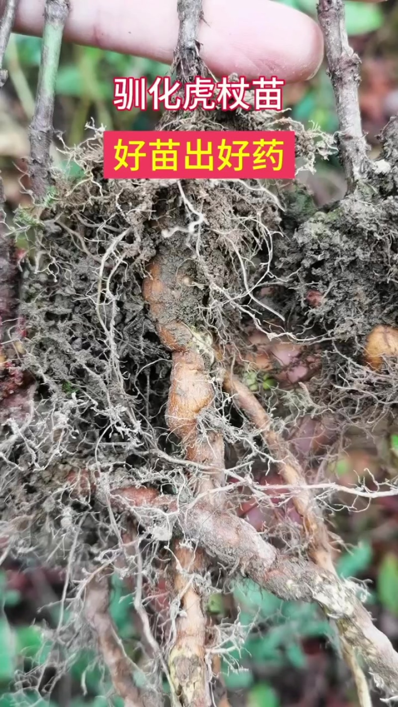驯化虎杖苗