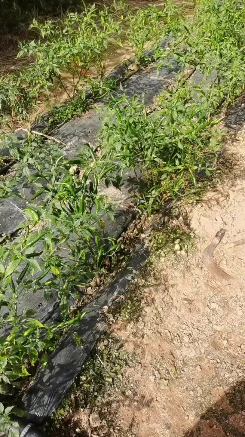 土地转让