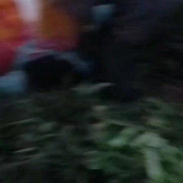 红叶香莴苣