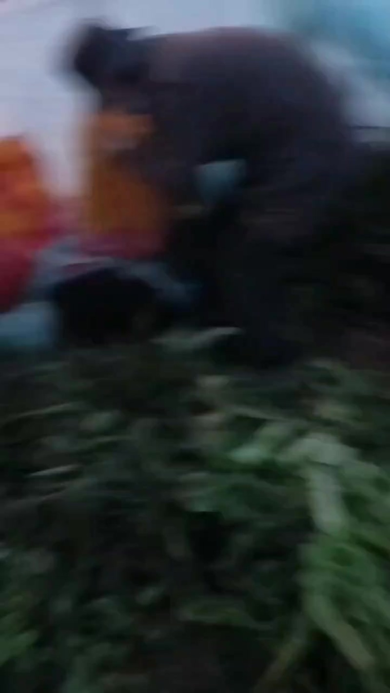 红叶香莴苣