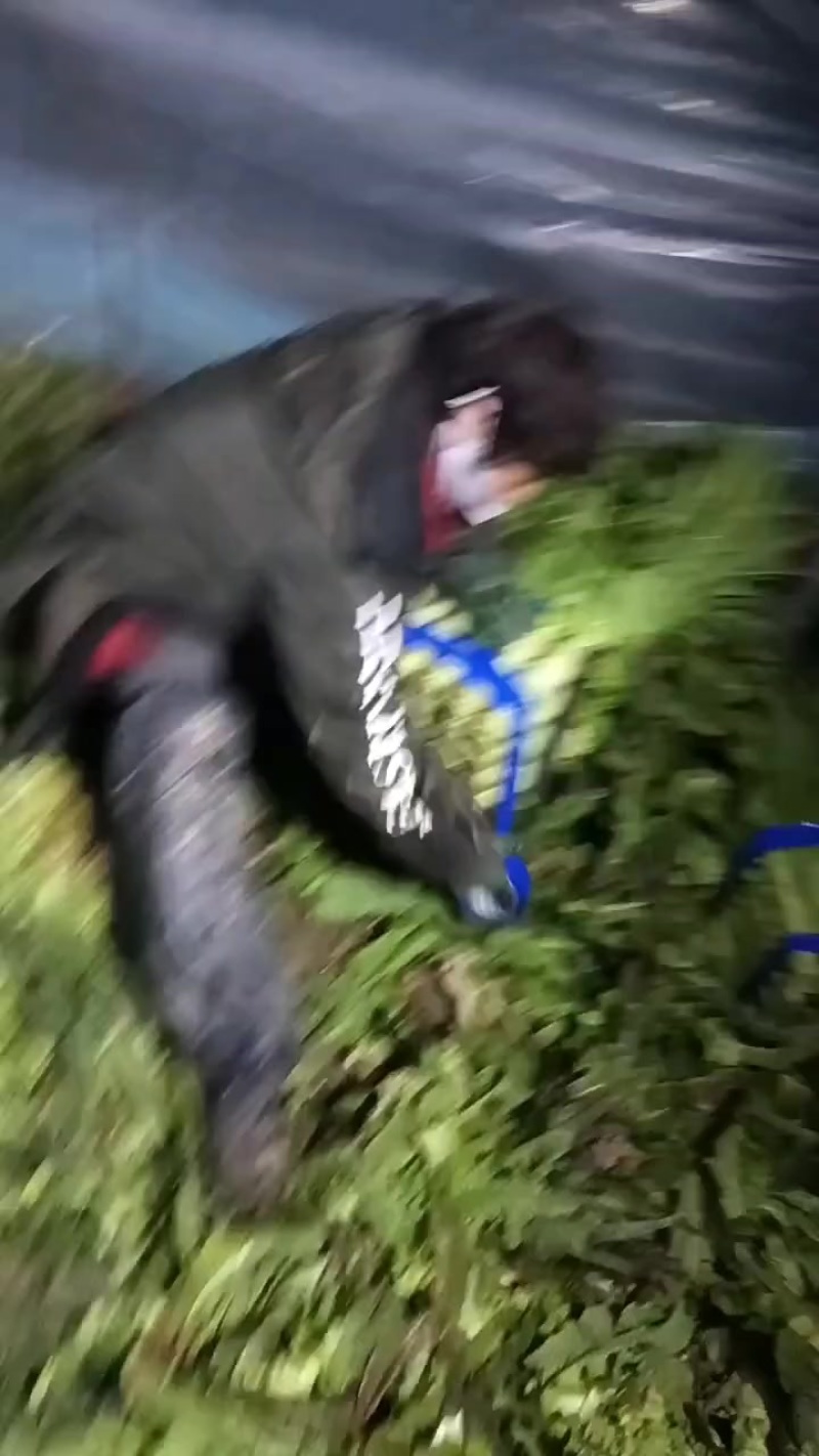 红叶香莴苣