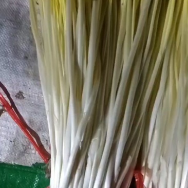 大量上市，棚头现割，质优价廉，还行订购
