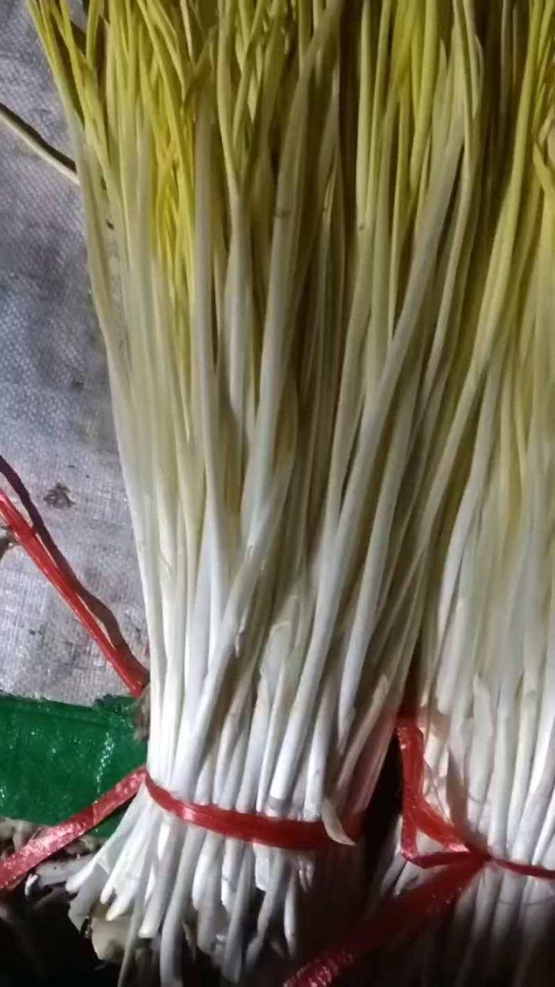 大量上市，棚头现割，质优价廉，还行订购