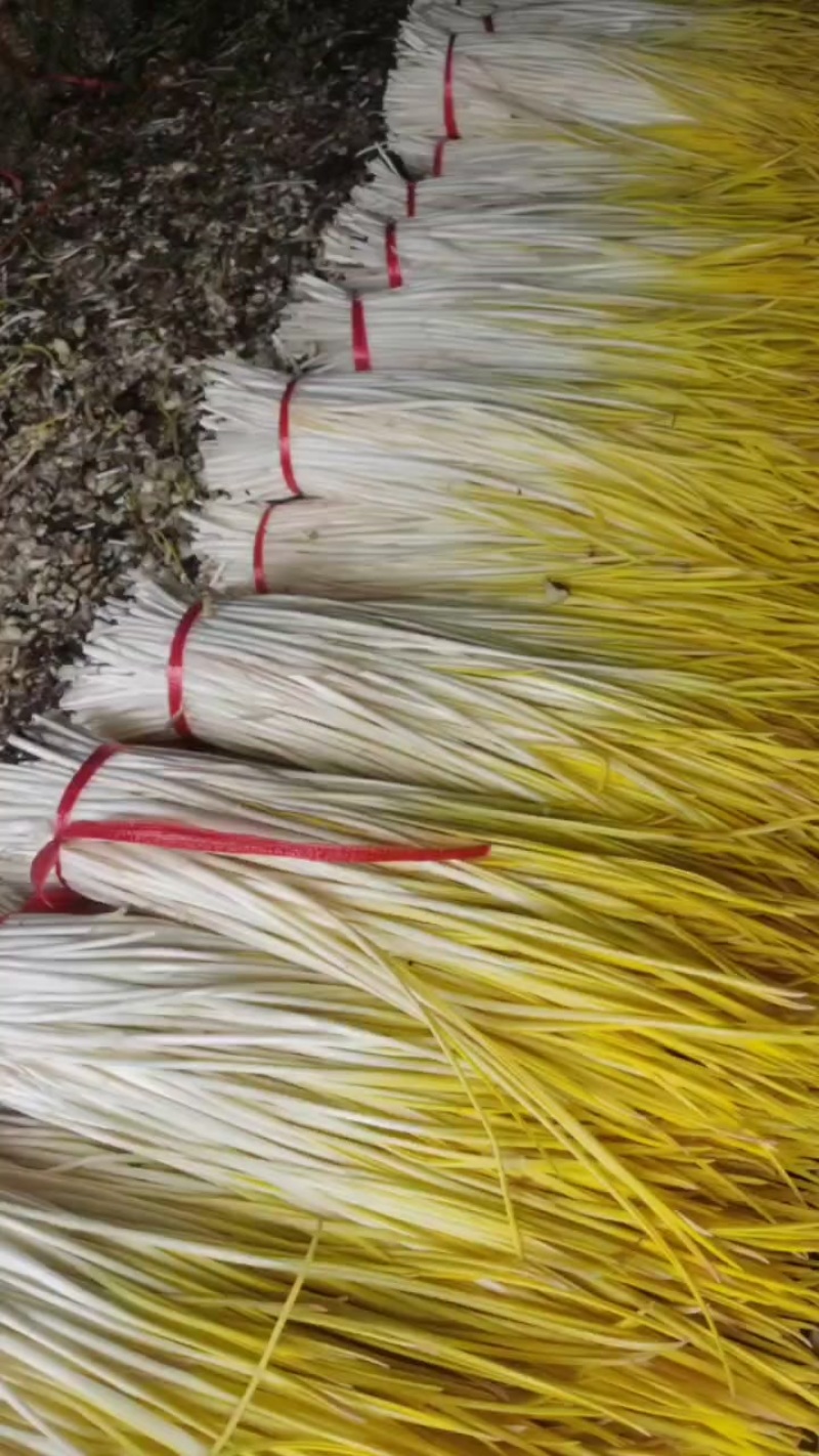 大量上市，棚头现割，质优价廉，还行订购