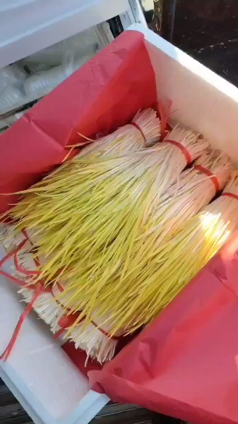 大量上市，棚头现割，质优价廉，还行订购