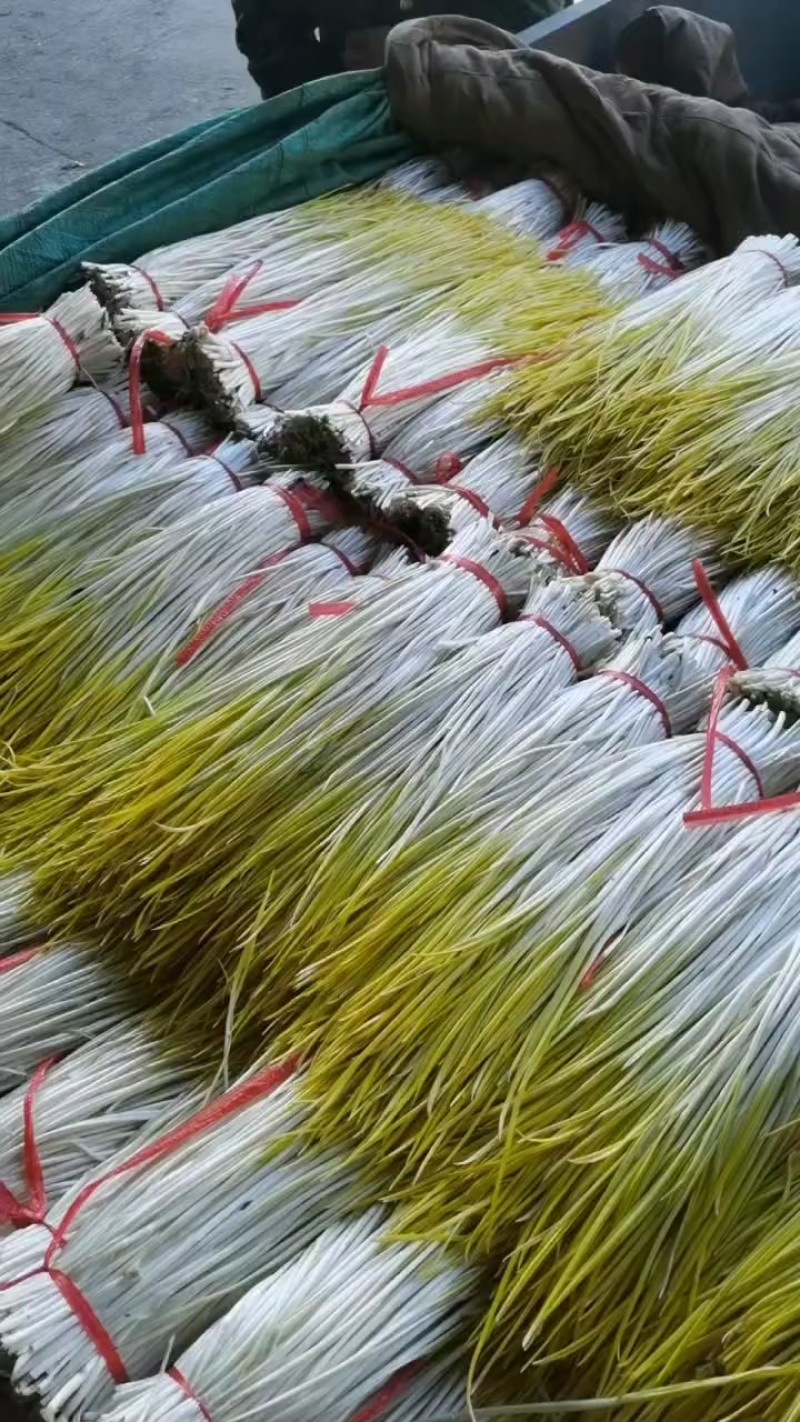 大量上市，棚头现割，质优价廉，还行订购