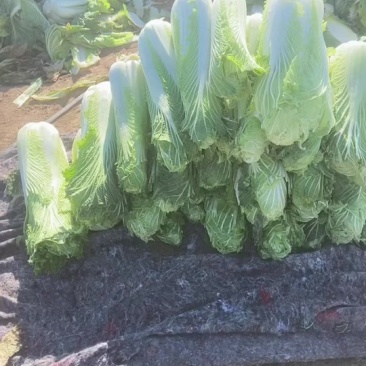 大白菜