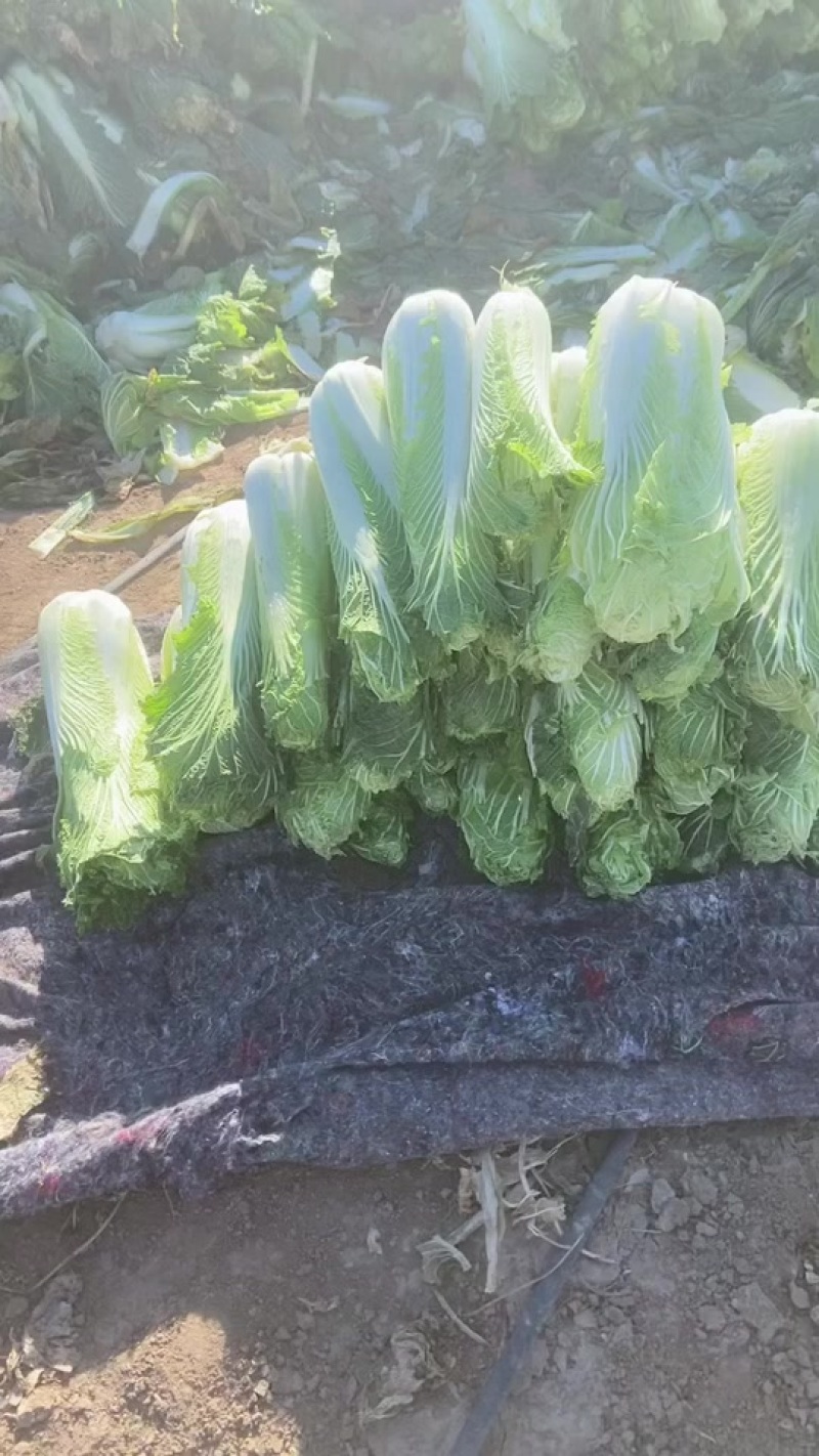 大白菜