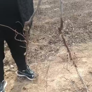 冬枣苗