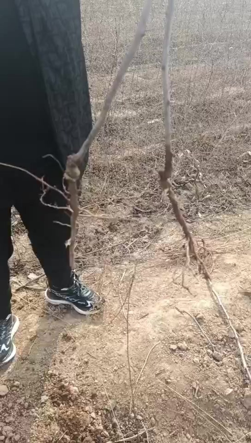 冬枣苗