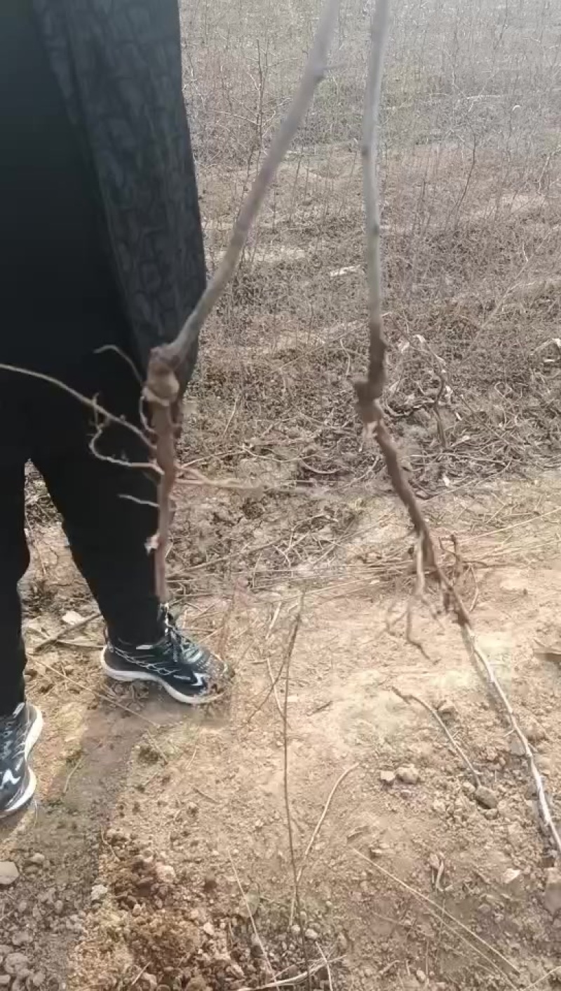冬枣苗