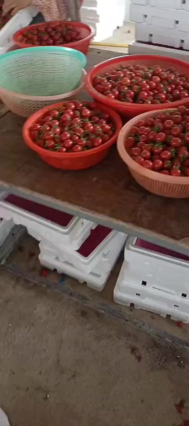 海南电白千禧果