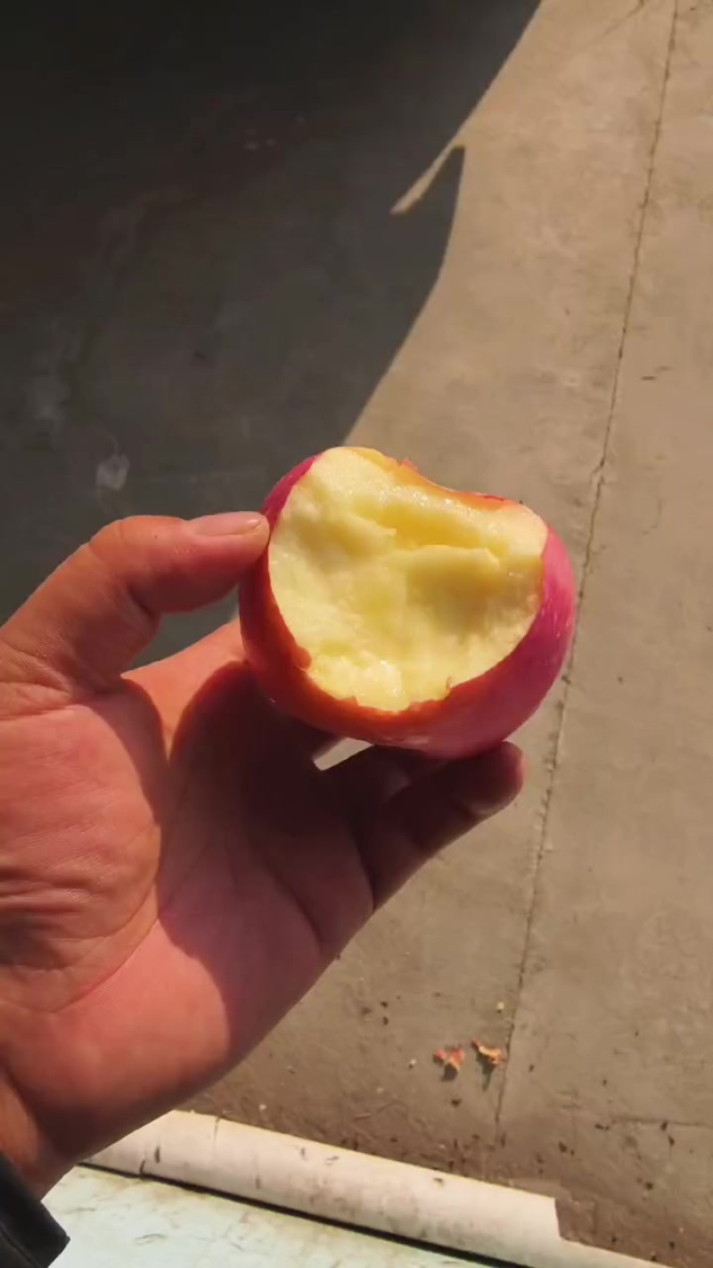 富士苹果大量出库