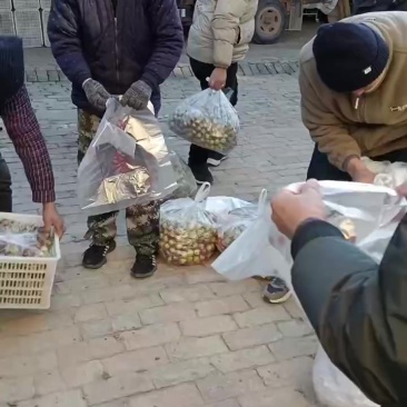沾化冬枣