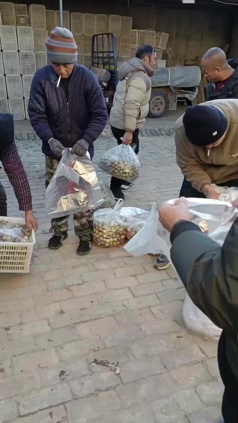 沾化冬枣