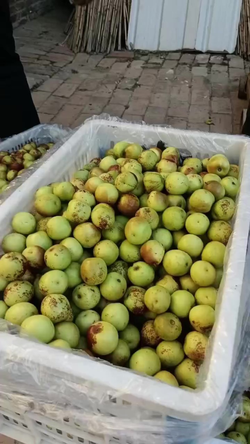 沾化冬枣