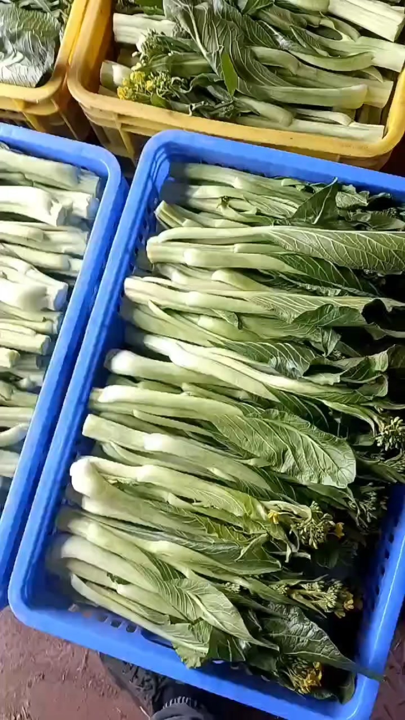 连州迟菜心