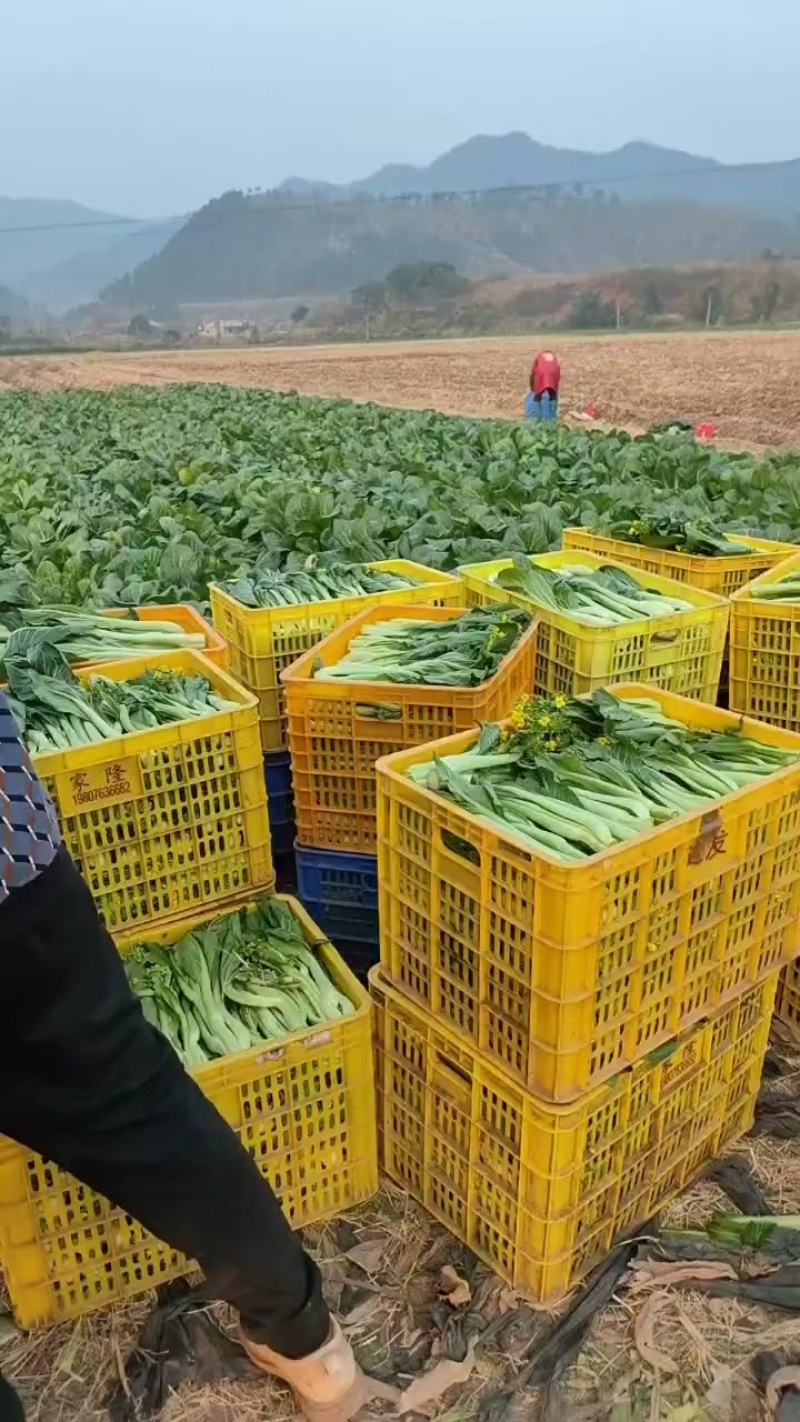 连州迟菜心
