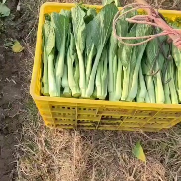 连州迟菜心