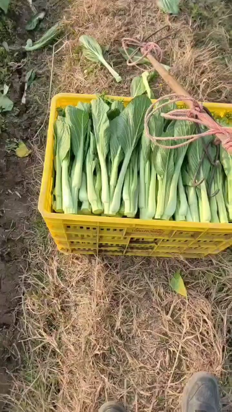连州迟菜心