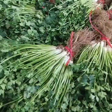 大棚精品矮香菜！！30公分左右！现加工！！！